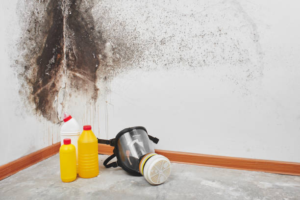 Best Professional Mold Removal  in Kent City, MI