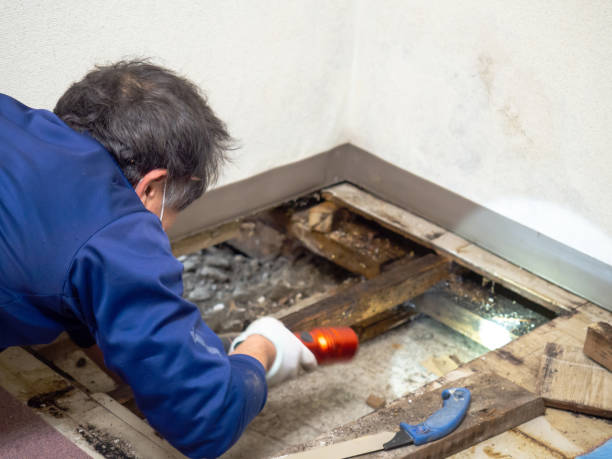 Best Professional Mold Removal  in Kent City, MI