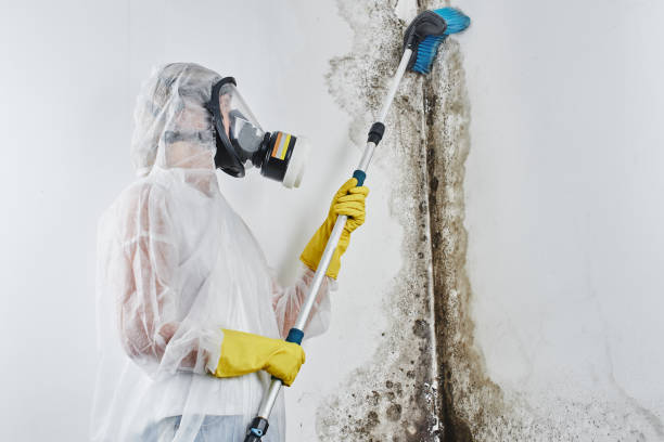 Best Mold Remediation  in Kent City, MI