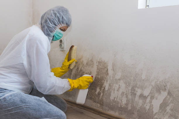 Best Mold Removal Company Near Me  in Kent City, MI