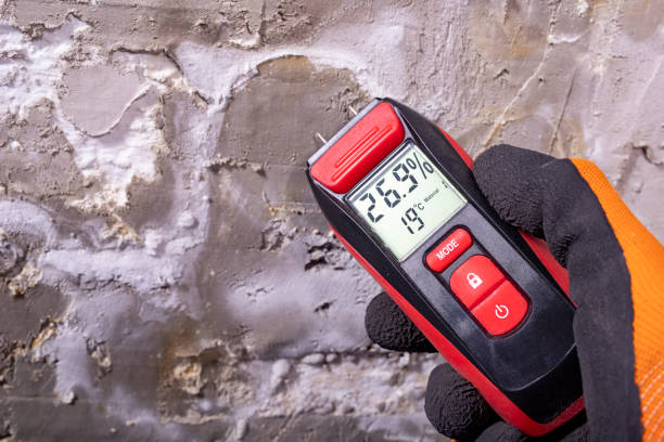 Best Mold Damage Repair  in Kent City, MI