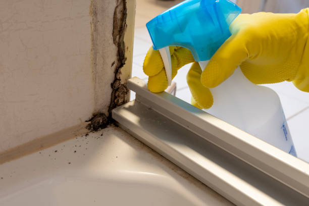 Home Mold Removal in Kent City, MI