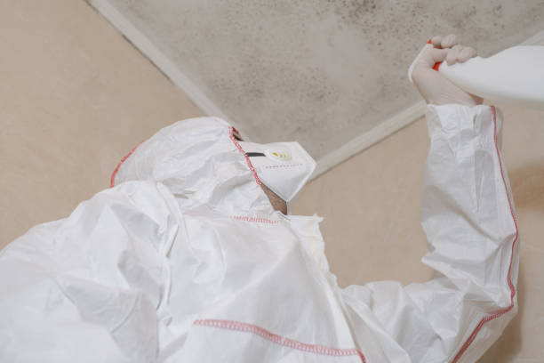 Best Mold Removal Company Near Me  in Kent City, MI