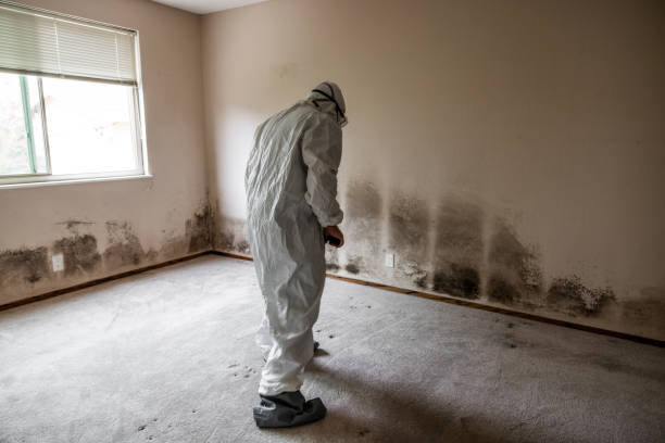 Best Emergency Mold Removal  in Kent City, MI