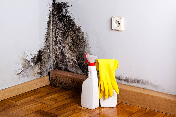 Best Affordable Mold Removal  in Kent City, MI