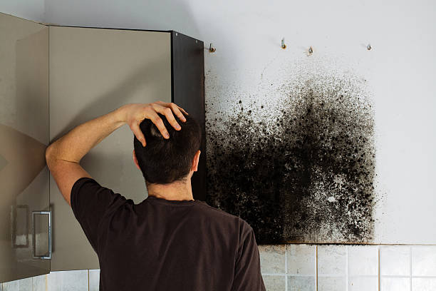 Best Office Mold Removal Services  in Kent City, MI