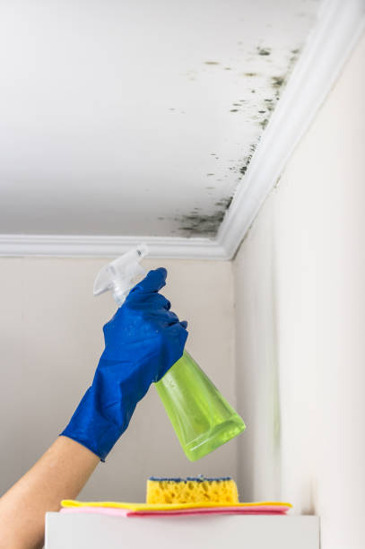 Best Emergency Mold Removal  in Kent City, MI