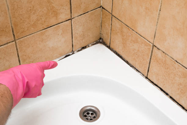 Best Office Mold Removal Services  in Kent City, MI