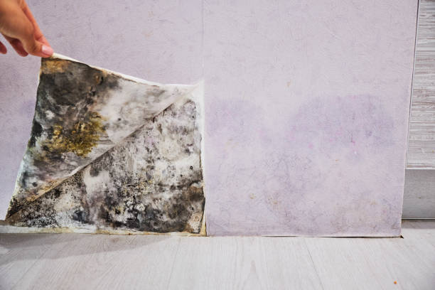 Professional Mold Removal in Kent City, MI